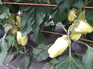 paprika
