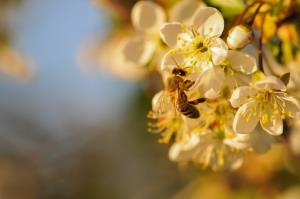 Jernej-Marinč-Čebela